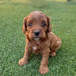 Kovu - Red male Cavapoo puppy in Central, Arizona from Desert Valley Doodles