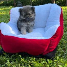 Smokey Royal - Wolf sable male Pomeranian puppy in Bonita Springs, Florida from 🤎 Dreaming Puppies 🐶