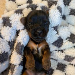 Wendy - Black and gold female Yorkshire Terrier puppy in Gatesville, Texas from KontryKritterz Yorkies