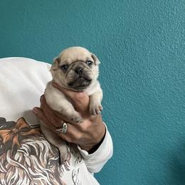 Boy 3 - Silver male Pug puppy in Chino Valley, Arizona from Blecker Kennel