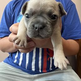 Girl 3 - French Bulldog puppy in Williamston, North Carolina from Beth’s Precious Dachshunds and Frenchies