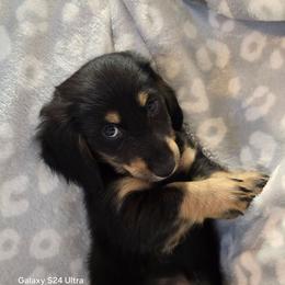 Yogi - Black and cream male Dachshund puppy in Tonopah, Arizona from Desert Diamond Dachshunds