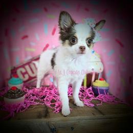 Rose, 5500 - Chocolate and white female Chihuahua puppy in Piqua, Kansas from Cute As A Cupcake Chihuahuas