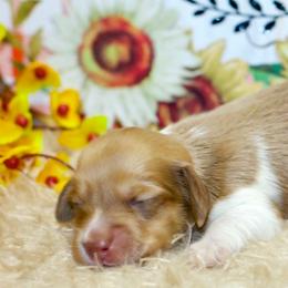 Olive - Piebald female Dachshund puppy in Bellville, Ohio from JK Mini Doxies
