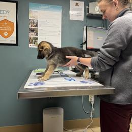 Kaiser s - Black and silver male German Shepherd puppy in Perkasie, Pennsylvania from Twila Ruth Herot