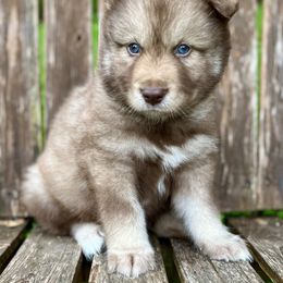 Boy 3- Blue Collar - male Siberian Husky puppy in Vanceburg, Kentucky from Happy Home Huskies