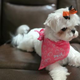 Maltese from Grantham Maltese