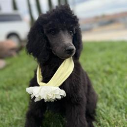 Bright Star - Blue female Poodle puppy in Hesperia, California from Whitesock Standard Poodles