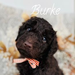 Goldendoodle Puppies from Thompson Creek Doodles