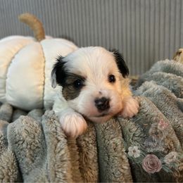 Adorable Parti Coloration Male - Parti male Yorkshire Terrier puppy in Benson, Arizona from Happy Tails Yorkies