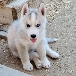 Boy 4 - Gray and white Siberian Husky puppy in Sun Valley, Nevada from Arcticgrace Siberians