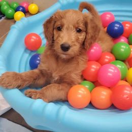 Goldendoodle Puppies from Rustic Road Doodles