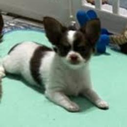 Chihuahua Puppies from Mystic Angels Chihuahuas