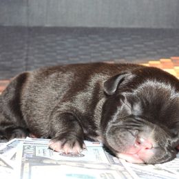 Barak - Black tri-color male American Bully puppy in Orlinda, Tennessee from SimplyBullies