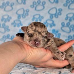 Tigger - Merle male Chihuahua puppy in West New York, New Jersey from Pixie’s Magical Puppies