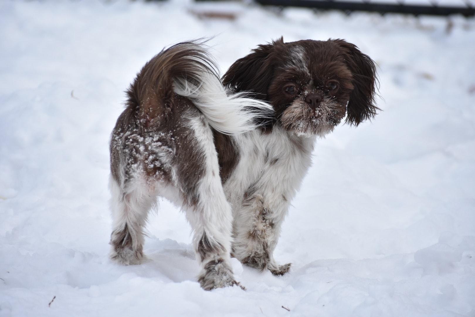 Little House Shih Tzus and Cocker Spaniels in Missouri | Cocker Spaniel ...
