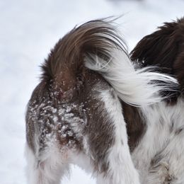 Cocker Spaniels and Shih Tzus from Little House Shih Tzus and Cocker Spaniels