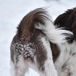 Cocker Spaniels and Shih Tzus from Little House Shih Tzus and Cocker Spaniels