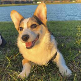 Winter - American Corgi