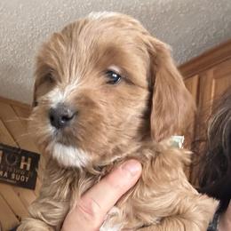 Cupid (Mint) - Red  male Goldendoodle puppy in Newaygo, Michigan from West Michigan Doodles and Poodles