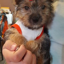 Yorkshire Terriers from Preuss Yorkies