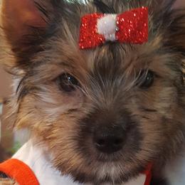 Yorkshire Terriers from Preuss Yorkies