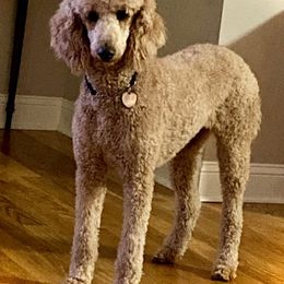 Poodle All Grown Up from JoAnn's Poodles