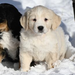Golden Mountain Dog puppies from Grateful Bernese & Gage's Goldens