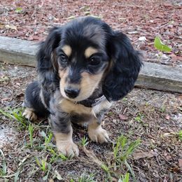 Dachshund Puppies from Katrina's Punk Rock Dachshunds