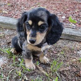 Dachshund Puppies from Katrina's Punk Rock Dachshunds