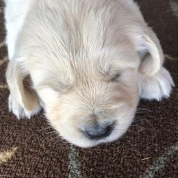 Golden Retriever, Poodle, and Shih Tzu Puppies from Shih Tzu Castle & Platinum Paws