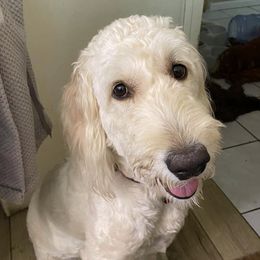 Goldendoodles from Goldendoodles of Arizona