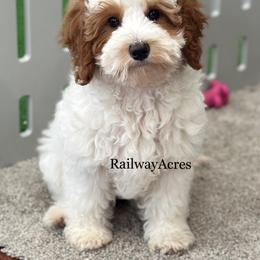 Gunner - Parti male Goldendoodle puppy in Milford, Indiana from Railway Acres Kennel