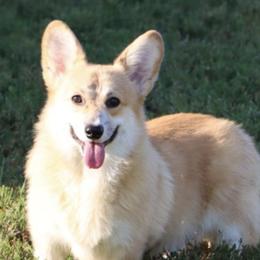 Wizzy - Pembroke Welsh Corgi