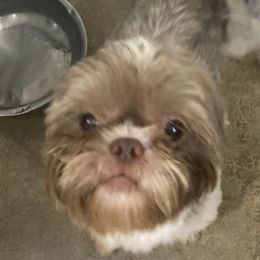 Jango - Shih Tzu