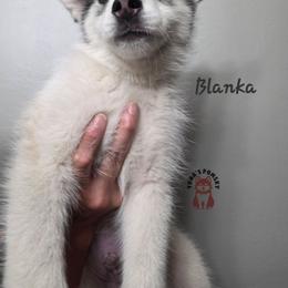 Blanka - Black and white male Pomsky puppy in Blaine, Minnesota from Yuna's Pomsky