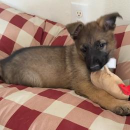 Pink Girl - Sable female German Shepherd puppy in Grantsville, Utah from Vom Haus Denfors K9 - Working German Shepherds