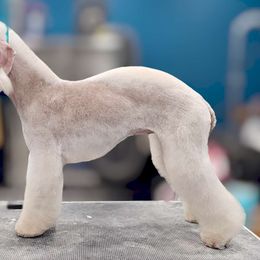 Regina - Bedlington Terrier