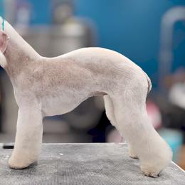 Regina - Bedlington Terrier