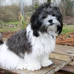 Shichon All Grown Up from Loving Paws Teddy Bear Patch