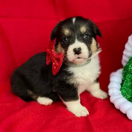 1200 standard BHT - Black and tan male Pembroke Welsh Corgi puppy in Nashville, Arkansas from Whisenhunt Farms