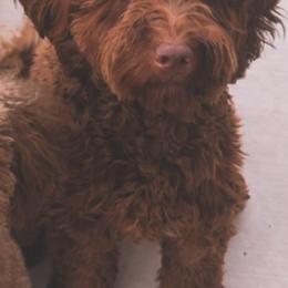 Mila - Goldendoodle