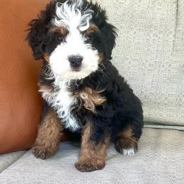 Fynn- READY NOW - Tri-color male Bernedoodle puppy in Apple Creek, Ohio from Cuddle Paws
