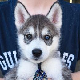 Kratos - Sable and white male Siberian Husky puppy in Richland, Mississippi from Feazell’s Siberian Huskies