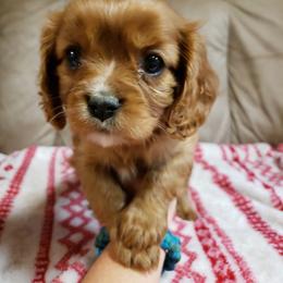 Cavalier King Charles Spaniel Puppies from Heritage Garden Cavaliers