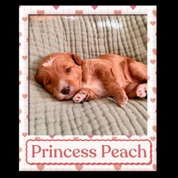 Princess Peach - Red  female Goldendoodle puppy in Temecula, California from Miss Cindy’s Doodles
