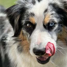 Miniature Australian Shepherds from Northern Aussies
