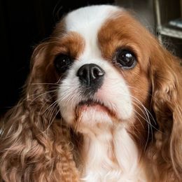 Nala - Cavalier King Charles Spaniel