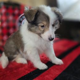 Rosco - Sable and white male Shetland Sheepdog puppy in Citra, Florida from Southpaw Herders LLC