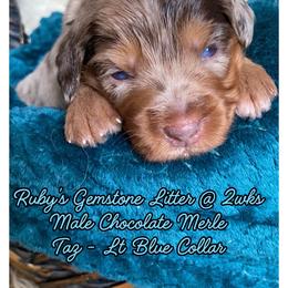Taz - male Australian Mountain Doodle puppy in Port Orchard, Washington from Yukon Harbor Doodles